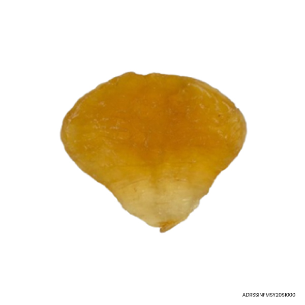 Dried Shuang Ya Fish Maw